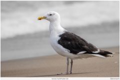 Seagull