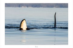Orca