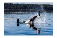 Orca