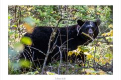 Schwarzbär