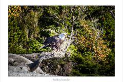 Weißkopfseeadler