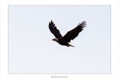 Weißkopfseeadler