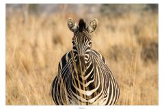 Safari