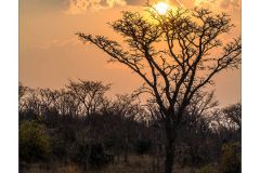 Safari