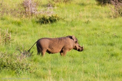 Südafrika 2011