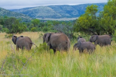 Südafrika 2011